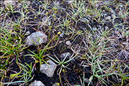 Carex oederi subsp. oederi (syn. Carex viridu)