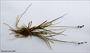 Tindastør / Carex echinata Murr. (Carex stellulata Good.)