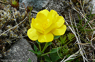 Svínasólja / Ranunculus acris