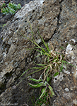 Høvuðsvørt stør Carex atrata L.