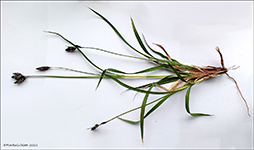 Høvuðsvørt stør / Carex atrata L.