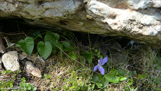 Fjallablákolla / Viola canina L. subsp. montana (L.) Hartm.)