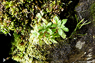 Hvítur fjallakarsi / Arabis alpina L.