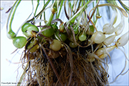 Rossahavri / Arrhenatherum elatius subsp. bulbosum (Willd.) Schübl. & G. Martens 