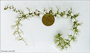 Bløðrurót / Utricularia stygia/ochroleuca