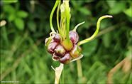 Hvítleykur / Allium vineale 