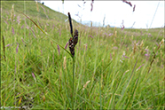 Graskend stør / Carex nigra L. (Reich.)