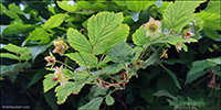 DK Laksebær / Rubus spectabilis