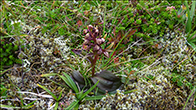 Dactylorhiza viridis (Linné) R.M. Bateman, Pridgeon & M.W. Chase. Eysturoy 2022.