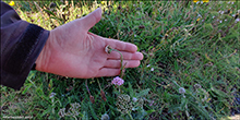 Margblømdur rølikur / Achillea millefolium L., Fugloy.