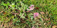 Reyðsmæra / Trifolium pratense L. Sandoy.