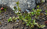 Mýribládepla / Veronica serpyllifolia L.