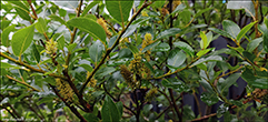 Salix phylicifolia, Tórshavn 23.08.2022