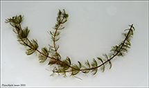artsundbla / Myriophyllum alterniflorum DC.