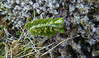 Tyssismnagras / Botrychium lunaria L. Swartz