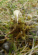 Cuphophyllus virgineus