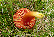 Hygrocybe cantharellus