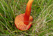 Hygrocybe cantharellus