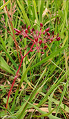 Str jararnt (Conopodium majus (Gouan) Loret)