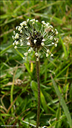 Janskugtubr / Plantaginaceae lanceolata L.