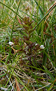 Eygnagras / Euphrasia officinalis