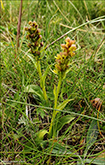 Grnlig barnart / Grnligt hjnagras / Coeloglossum viride (L.) Hartm. Sandoy.