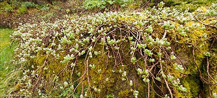 Gsadalsplur, blendingur av Salix r Gsadali (Salix hybrid)