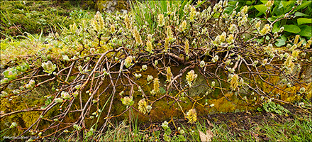 Loðpílur/ Salix lanata L