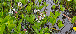 Trblaa bukkabla / Menyanthes trifoliata L.