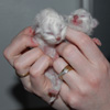 Furry baby kittens
