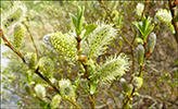 Salix phylicifolia, Runavík 24.05.2016
