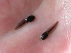 3. Tadpoles in the hand.
