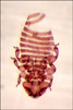 Austromenopon n. nigropleurum male