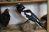Hvidravn / Corvus corax
