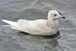 Iceland Gull / Larus glaucoides