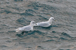 Iceland Gull / Larus glaucoides