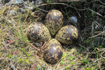 Lógvareiður / The nest of the Golden Plover