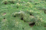 Lundaland / Puffin nests in the colony