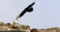 Ravnur / Corvus corax