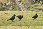 Jackdaw / Corvus monedula