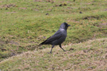 Jackdaw / Corvus monedula