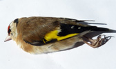 Goldfinch / Carduelis carduelis