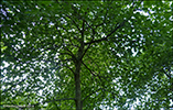 Ahorn / Acer pseudoplatanus