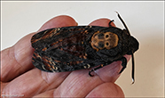 Náhøvur / Acherontia atropos