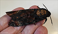 Nhvur / Acherontia atropos