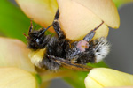 Bumblebee / Bombus lucorum (Linnaeus, 1761)