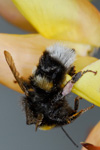 Bumblebee / Bombus lucorum (Linnaeus, 1761)