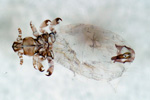 Haemodipsus lyriocephalus ♂