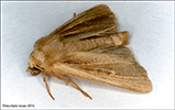 Sandvongur Hypocoena stigmatica (Eversmann, 1855) (No 48464)