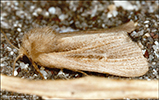 Sandvongur Hypocoena stigmatica (Eversmann, 1855) (No 48464)